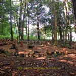 Center of Forest Labyrinth