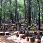 Forest Labyrinth Across The Paths