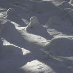 Forest Labyrinth Snow Covered Path