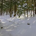 Forest Labyrinth with Snow and Shadows
