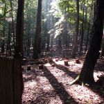 Forest Labyrinth Tree Shadows